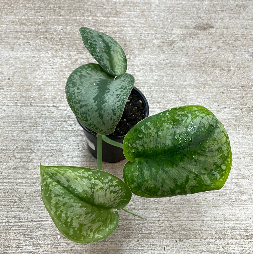 satin pothos silver splash Scindapsus 'Silver Splash' 4"