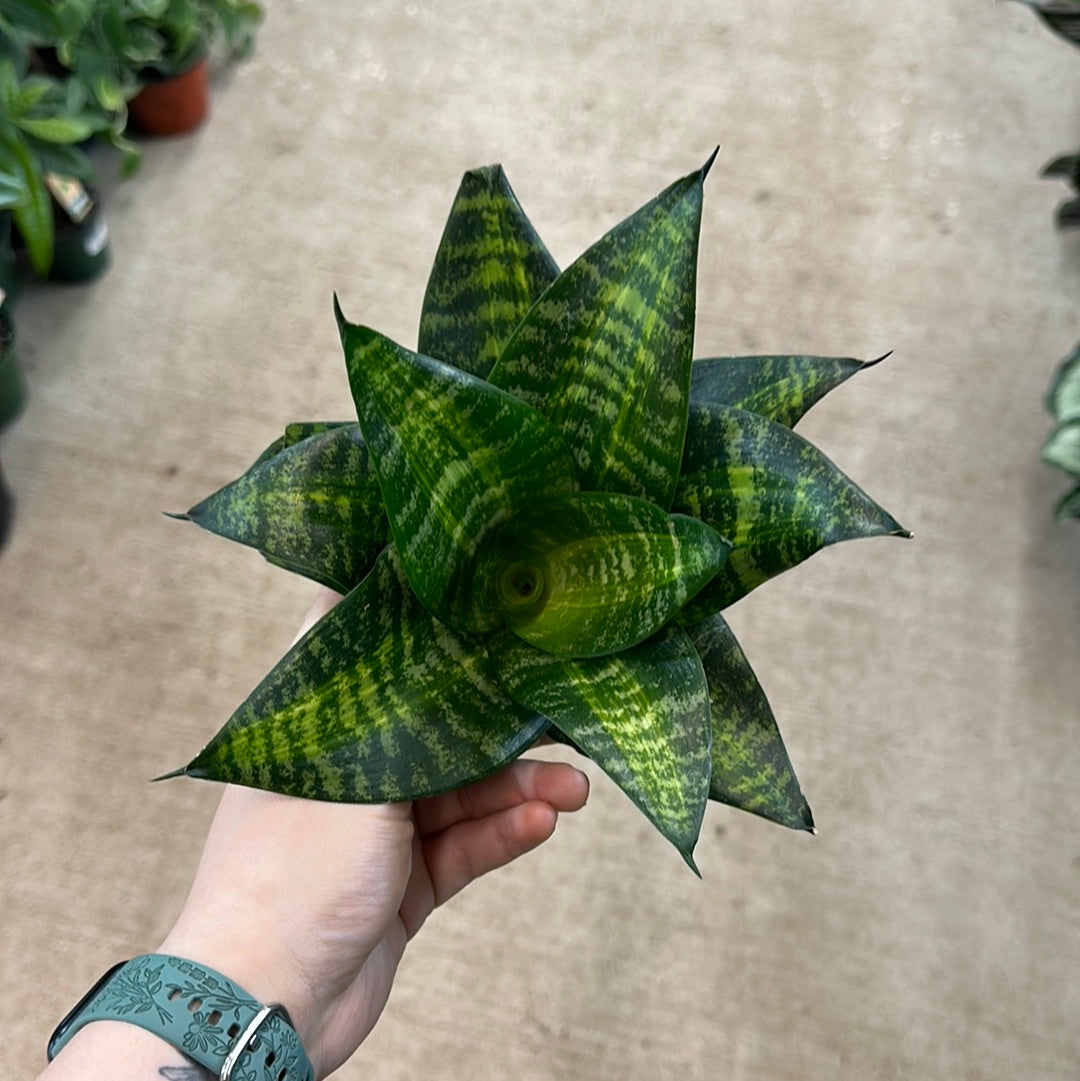 sansevieria assorted Sansevieria sp. 4"