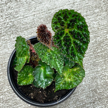 Load image into Gallery viewer, Begonia Ferox 4&quot; Plant &#39;A&#39;