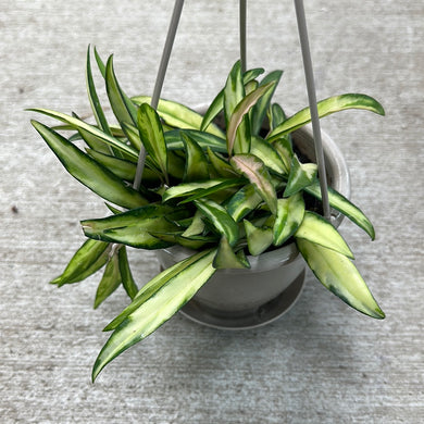 Hoya sp. Premium Variegated Wayetii 4.5