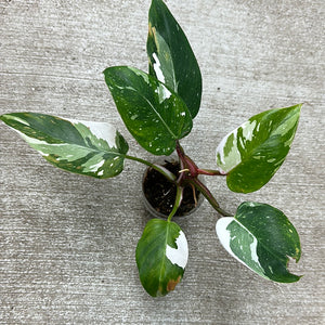 philodendron b Philodendron White Princess Cup Plant 'B'
