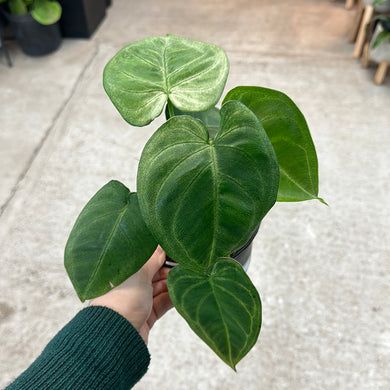 Syngonium Ice Frost 4