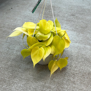 Philodendron cordatum  Lime 6'' BSK - Heartleaf Philodendron