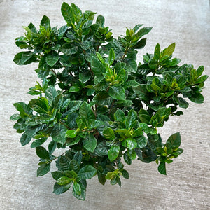 Gardenia sp. 6" - Indoor Gardenia