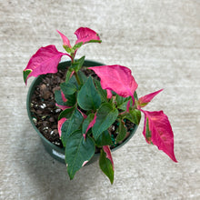 Load image into Gallery viewer, Alternanthera Party Time 6&quot;