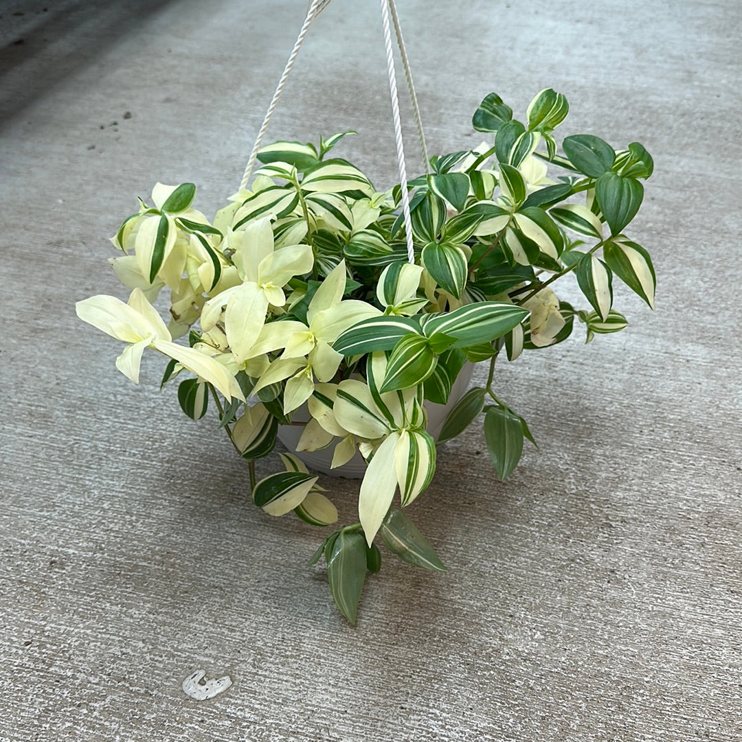 hanging inch plant Tradescantia Nanouk 8" HB
