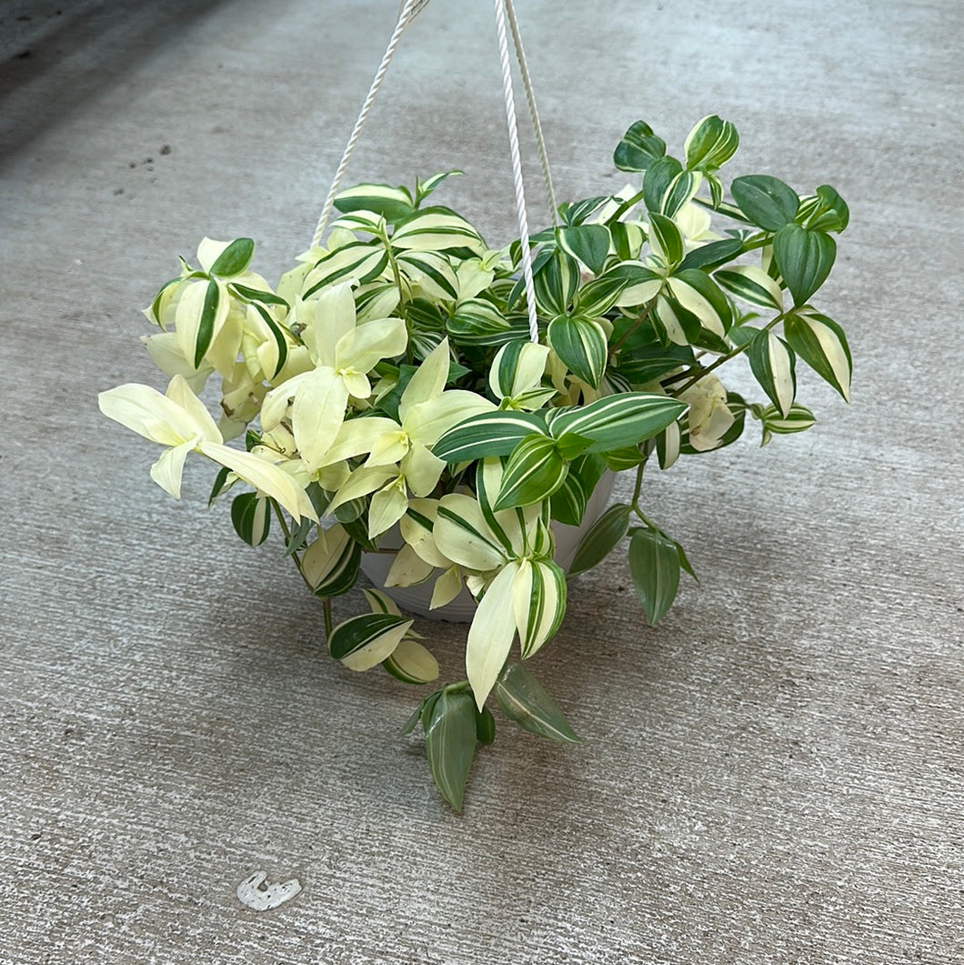 tradescantia nanouk hanging plant Tradescantia Nanouk 8" HB