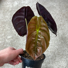 Load image into Gallery viewer, Alocasia Cuprea Red Secret 4&quot;