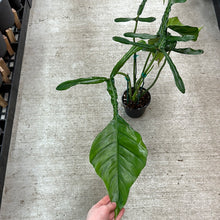 Load image into Gallery viewer, Philodendron Joepii 6&quot;