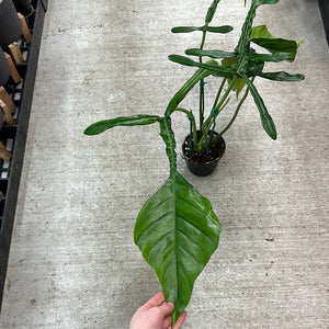 philodendron joepii ebay Philodendron Joepii 6"