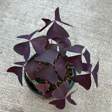 Oxalis Assorted 6