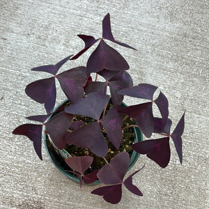 Oxalis Assorted 6" - Purple Shamrock