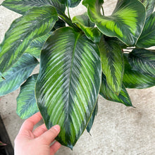 Load image into Gallery viewer, Calathea Beauty Star 8&quot;