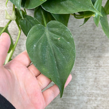 Load image into Gallery viewer, Philodendron cordatum 8&quot; HB