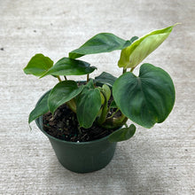 Load image into Gallery viewer, Philodendron Polowmanii 6&quot;