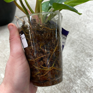 Philodendron White Princess  Cup 4" Plant 'A'