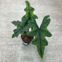 Load image into Gallery viewer, Alocasia sulawesi &#39;Jacklyn&#39; 4&quot;