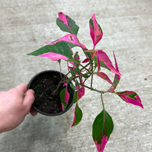 Load image into Gallery viewer, Alternanthera &#39;Party Time&#39; 4&quot;
