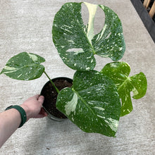 Load image into Gallery viewer, Monstera Thai Constellation Large 6&quot; - Plant &quot;D&quot;