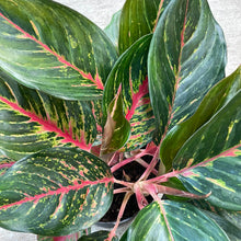 Load image into Gallery viewer, Aglaonema cv &#39;Red Emerald&#39; 6&quot;