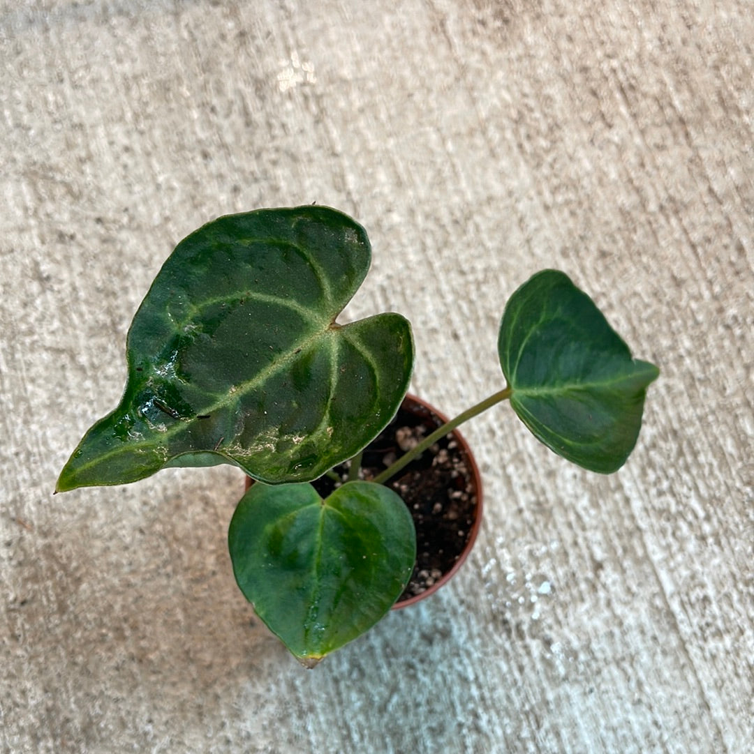 anthurium clarinervium in pon Anthurium Clarinervium TC 2