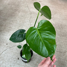 Load image into Gallery viewer, Monstera Deliciosa 4&quot; - Split Leaf Philodendron