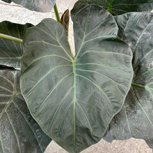 Load image into Gallery viewer, Alocasia &#39;Regal Shield&#39; 8&quot;