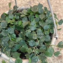 Load image into Gallery viewer, Hoya Curtisii 6&quot; Hanging Basket