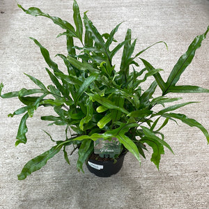 Fern Assortment 6"