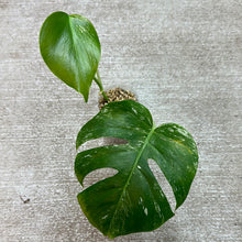Load image into Gallery viewer, Monstera Albo Cup D
