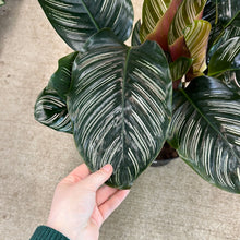 Load image into Gallery viewer, Calathea Ornata 8&quot; - Pinstripe Calathea