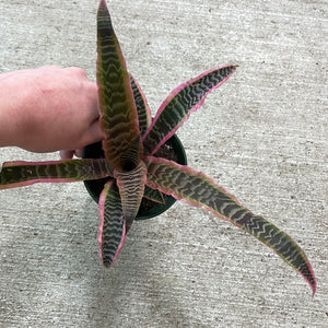 Cryptanthus 'Elaine' 4" - Earth Star