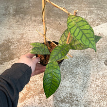 Load image into Gallery viewer, Hoya Callistophylla 4&quot;