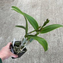 Load image into Gallery viewer, Dendrobium &#39;Spring Fragrance&#39;