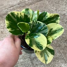 Load image into Gallery viewer, Peperomia obtusifolia &#39;Marble&#39; 4&quot;