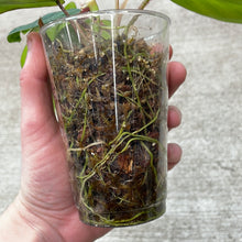 Load image into Gallery viewer, Philodendron Squamifermum Cup