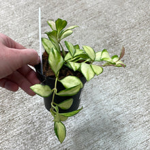 Load image into Gallery viewer, Hoya heuschkeliana variegata 3&quot;