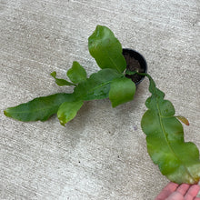 Load image into Gallery viewer, Epiphyllum sp. 4&quot;
