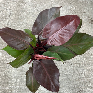 Philodendron McColley's Finale 6"