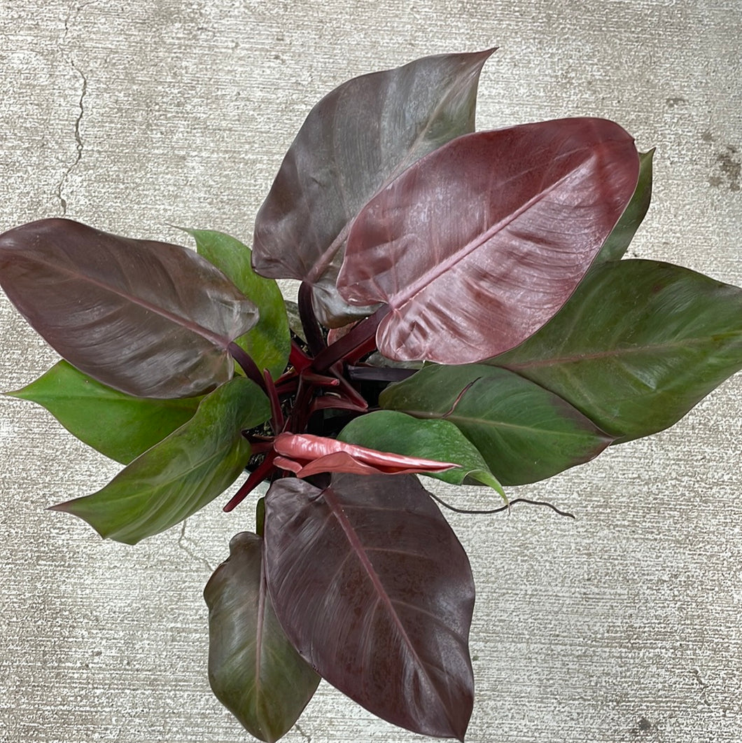 philodendron mccolley's finale vs imperial red Philodendron McColley's Finale 6" – Kent East Hill Nursery