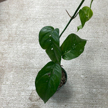 Load image into Gallery viewer, Epipremnum pinnatum albo low variegation 4&quot;