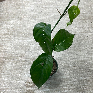 Epipremnum pinnatum albo low variegation 4"