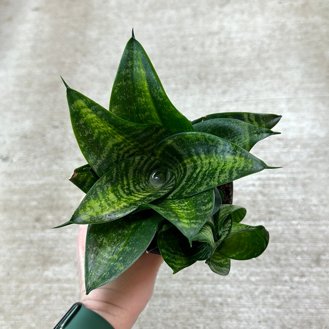 Sansevieria trifasciata hahnii 4" - Birdsnest Snake Plant  Kent East Hill  Nursery