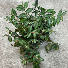 Load image into Gallery viewer, Pellonia repens 8&quot; HB