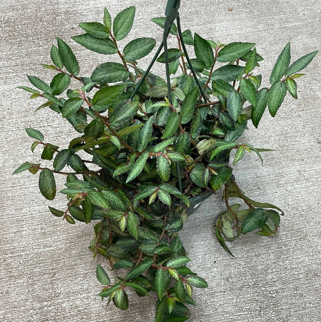 Pellonia repens 8