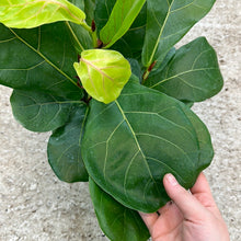 Load image into Gallery viewer, Ficus lyrata 6&quot; - Fiddle Leaf Fig