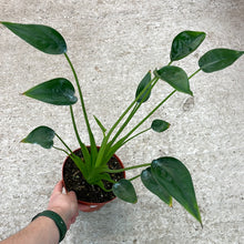 Load image into Gallery viewer, Alocasia &#39;Tiny Dancer&#39; 6&quot;