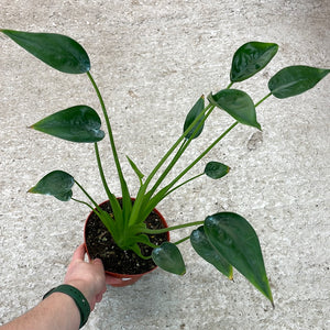 Alocasia 'Tiny Dancer' 6"