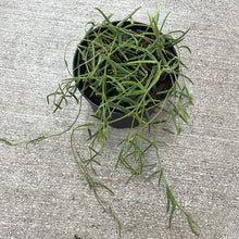 Load image into Gallery viewer, Hoya linearis  6&quot;