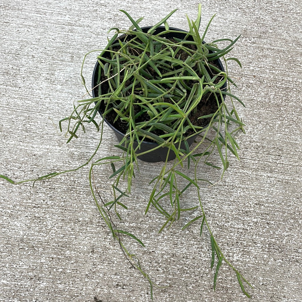Hoya linearis  6